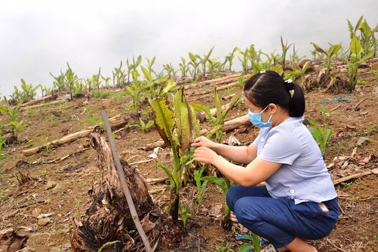 Hàng trăm ha chuối xuất khẩu ở Lào Cai chết lụi, thiệt hại nặng nề -0