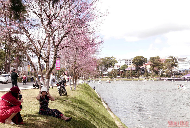 Đà Lạt nồng nàn sắc xuân -0