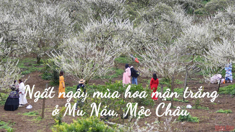 Ngất ngây mùa hoa mận trắng ở Mu Náu, Mộc Châu -0