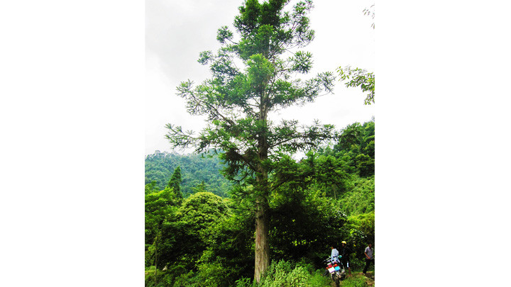 Ông vua không ngai của núi rừng Tây Côn Lĩnh -0