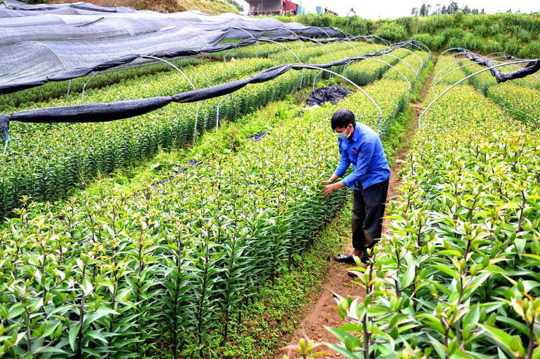 Nông dân Sa Pa vượt dịch phát triển sản xuất -0