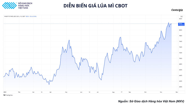 Lúa mì nổi sóng: Nhà đầu tư hào hứng, doanh nghiệp nhập khẩu khó càng thêm khó -0