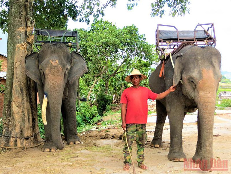 Đến nay, các hộ đồng bào dân tộc sinh sống bên hồ Lắk vẫn còn nuôi dưỡng được 17 con voi, một loại động vật quý hiếm và là một biểu tượng của Tây Nguyên cần được bảo tồn, gìn giữ. Trong thời gian ảnh hưởng dịch Covid-19, đàn voi không phục vụ du lịch mà được đưa về rừng chăn thả để sinh sống trong môi trường tự nhiên. Thơ mộng hồ Lắk giữa đại ngàn Tây Nguyên -0