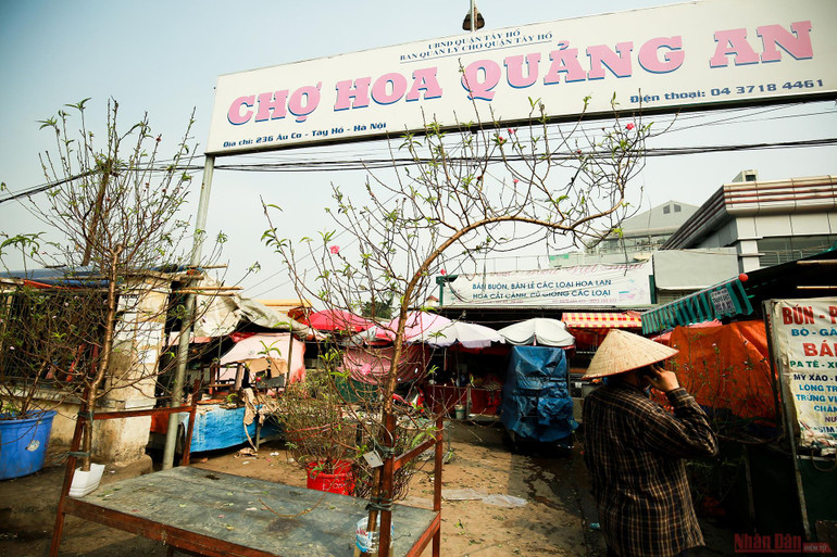 Người dân làng Nhật Tân tất bật tuốt lá đào chờ đón Tết Nguyên đán -0