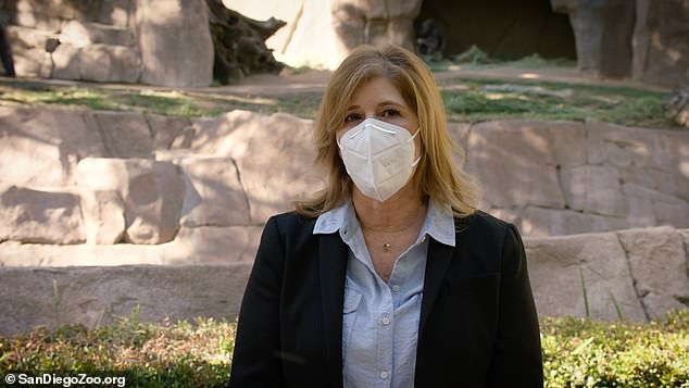 Lần đầu tiên phát hiện khỉ đột trong vườn thú mắc Covid-19 -0