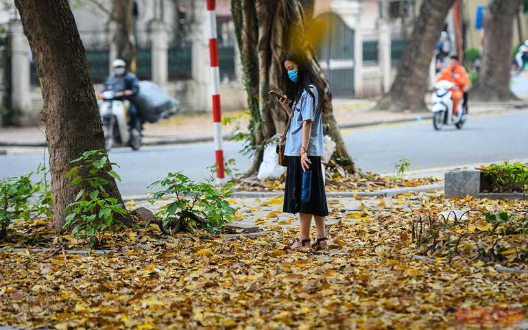 Hà Nội đẹp nao lòng mùa lá rụng tháng 3 -0