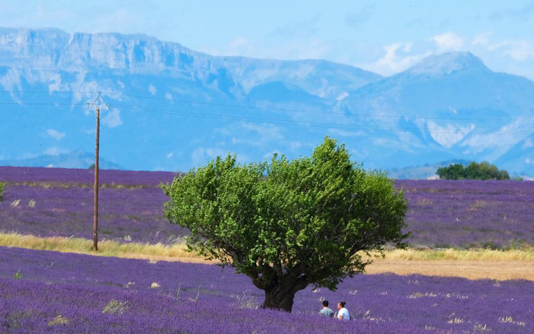 Tháng 7 tím sắc hoa oải hương ở cao nguyên Valensole nước Pháp -0