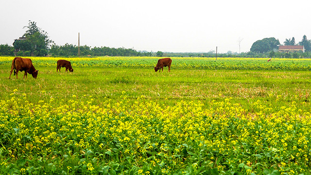 “Mùa hoa cải bên sông” ảnh 2
