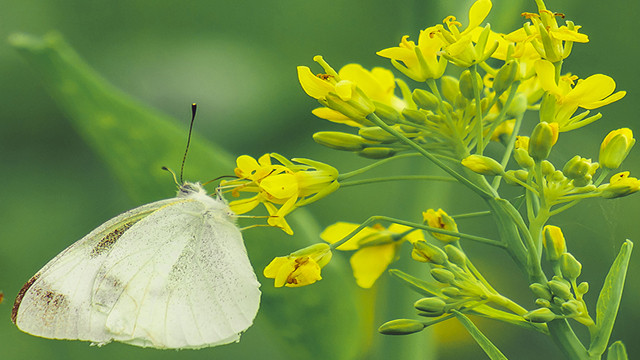 “Mùa hoa cải bên sông” ảnh 4