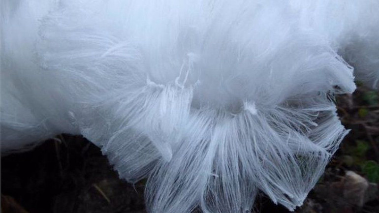 Xuất hiện “băng tóc” bám trên cây trong rừng ở Ireland -0