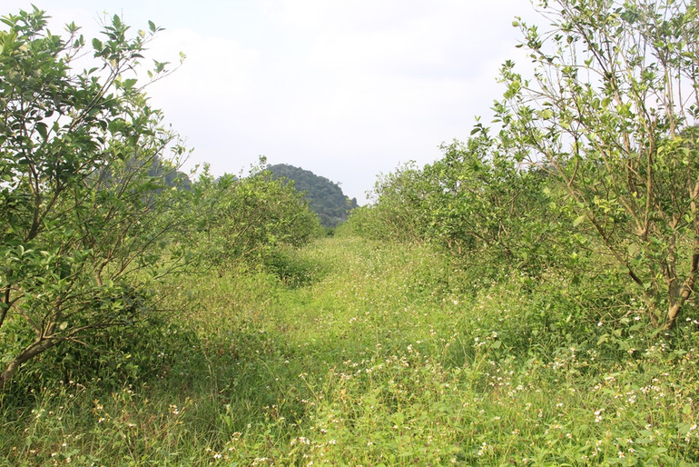 Bài 2: Cam sạch, mất sạch! -0