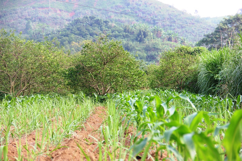 Bài 2: Cam sạch, mất sạch! -0