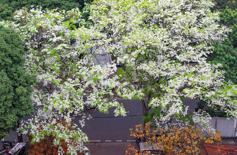 Hà Nội rực rỡ mùa hoa tháng 3 -0