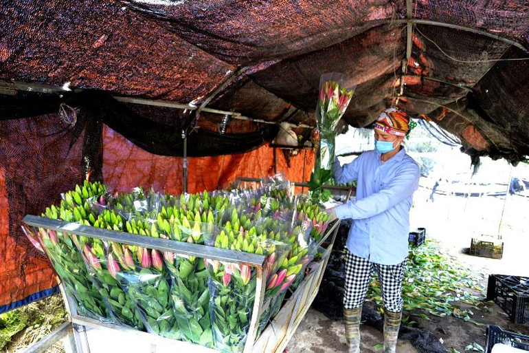 Nông dân Sa Pa vượt dịch phát triển sản xuất -0