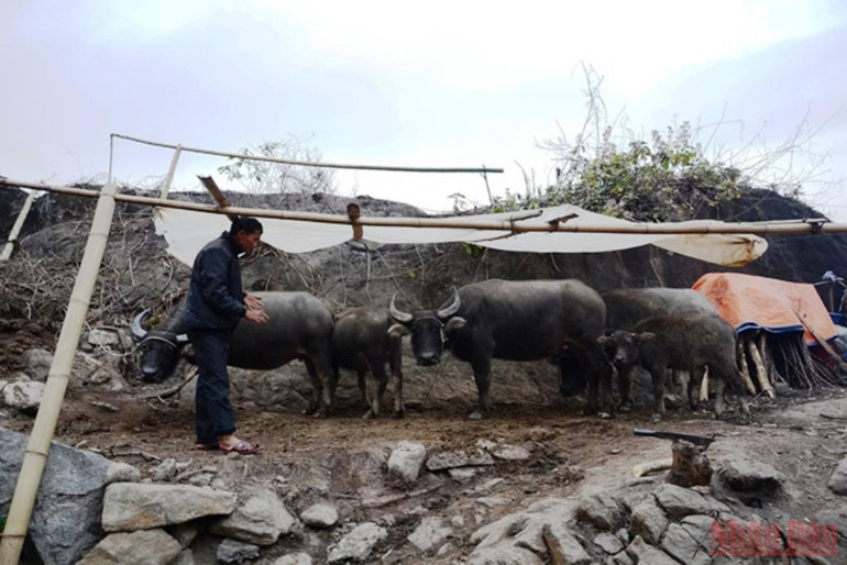 Lào Cai rét nhất từ đầu mùa đông đến nay -0