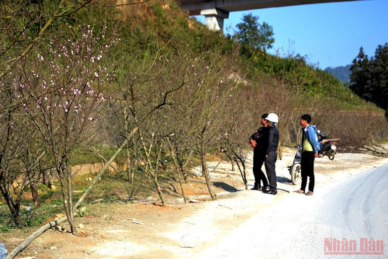 Hoa đào Sa Pa xuống phố -0