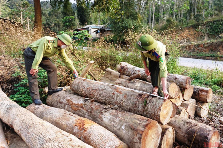 Lực lượng Kiểm lâm kiểm đếm, đánh giá khối lượng cây gỗ bị khai thác trái phép. (Ảnh: Mai Luận) Xử lý trách nhiệm liên quan, hành vi xâm hại tài nguyên rừng ở Thanh Hóa -0