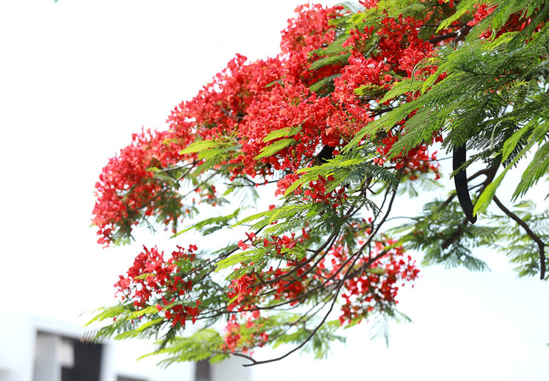 Hoa mùa hè ảnh 7