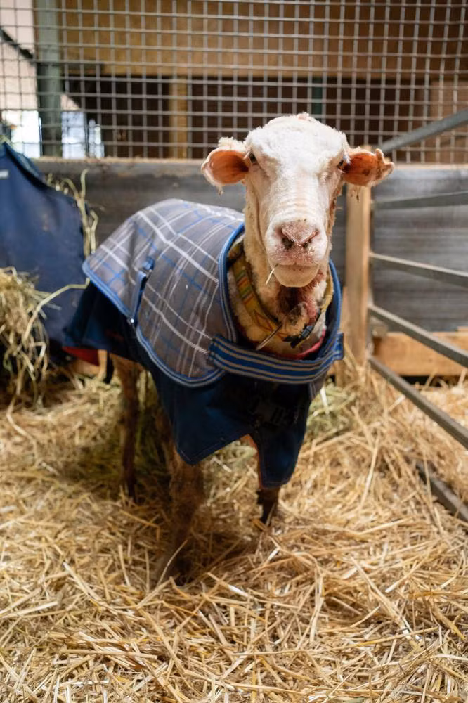 Giải cứu cừu hoang dã mang bộ lông nặng tới 35 kg -0