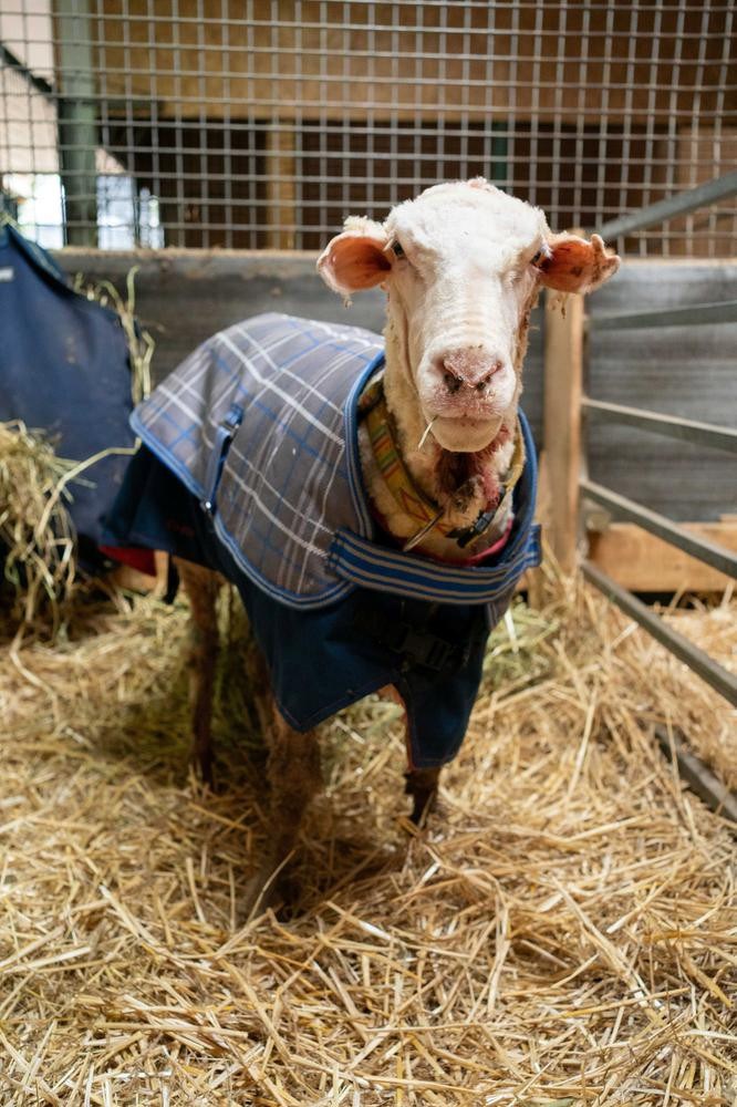 Giải cứu cừu hoang dã mang bộ lông nặng tới 35 kg -0