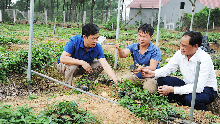 Cán bộ khuyến nông kiểm tra mô hình trồng sâm. Báu vật núi Dành -0