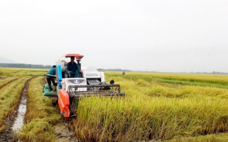 Đẩy nhanh tốc độ thu hoạch lúa xuân bằng cơ giới ở huyện lúa Yên Thành. thuhoach-1622354251935.jpg