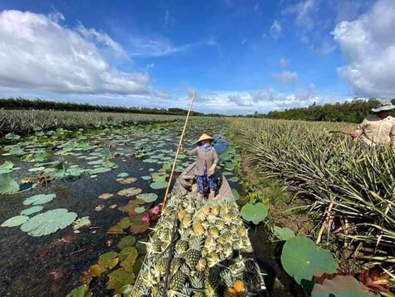 Triển vọng mô hình liên kết sản xuất và tiêu thụ khóm MD2 -0