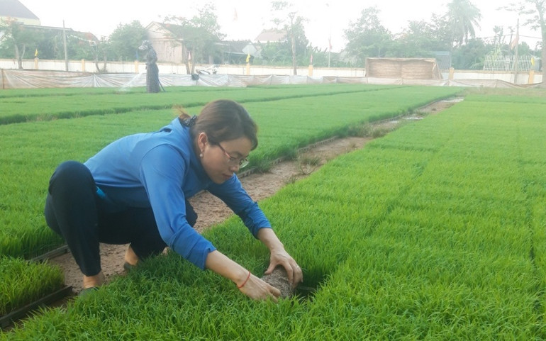 Để đẩy nhanh sản xuất hè thu, bà con Yên Thành đã triển khai gieo mạ khay và cấy máy. A3-1622354252169.jpg