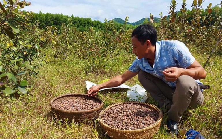 Người dân Cao Quảng bán sim ngay trên đồi. (Ảnh: CTV) Trồng sim mang lại tiền tỷ cho người dân Cao Quảng -0