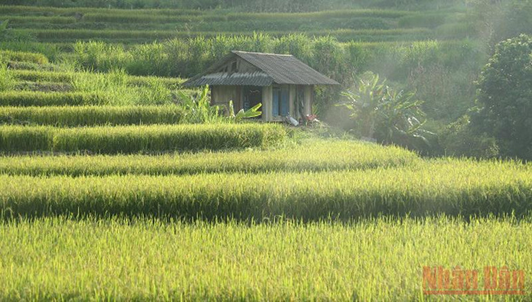 Ruộng bậc thang giữa lòng chảo Điện Biên -0