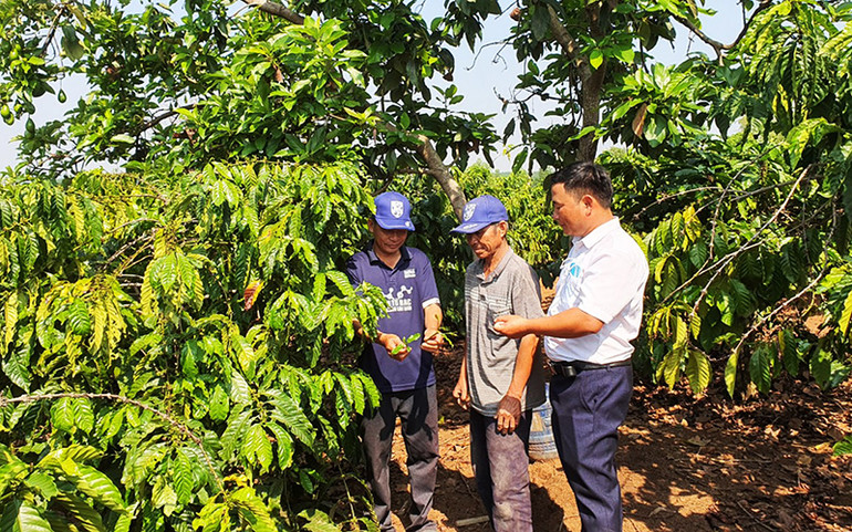 Cán bộ xã Hơ Moong (huyện Sa Thầy) hướng dẫn người dân thôn Đăk Wơt Yốp kỹ thuật tỉa cành, chăm sóc cây cà-phê. Hiệu quả từ cuộc vận động vươn lên thoát nghèo bền vững ở Kon Tum -0