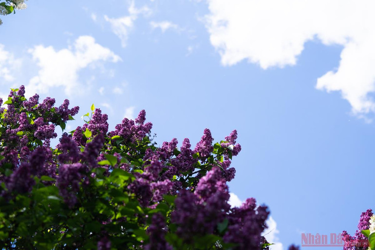 Mê mẩn vườn Tử đinh hương giữa lòng thủ đô Moscow -0