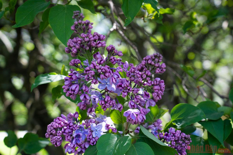 Mê mẩn vườn Tử đinh hương giữa lòng thủ đô Moscow -1