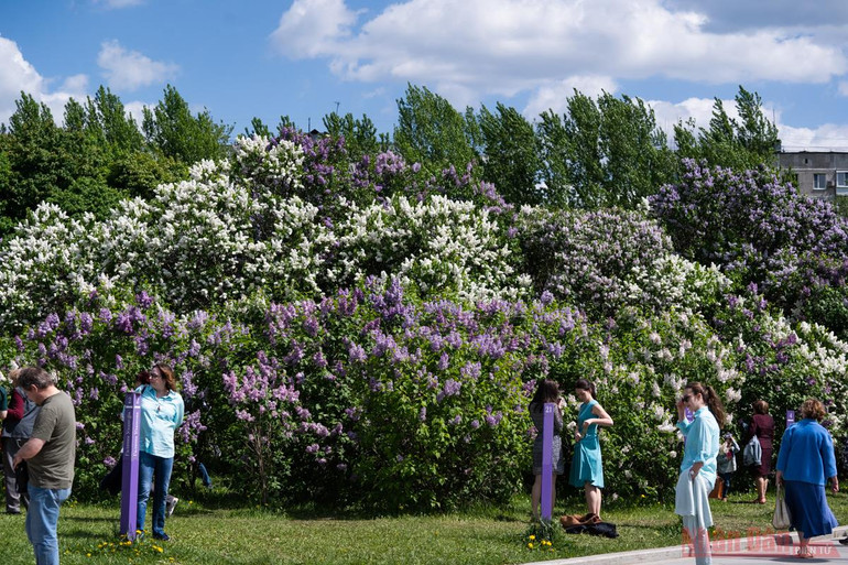 Mê mẩn vườn Tử đinh hương giữa lòng thủ đô Moscow -1