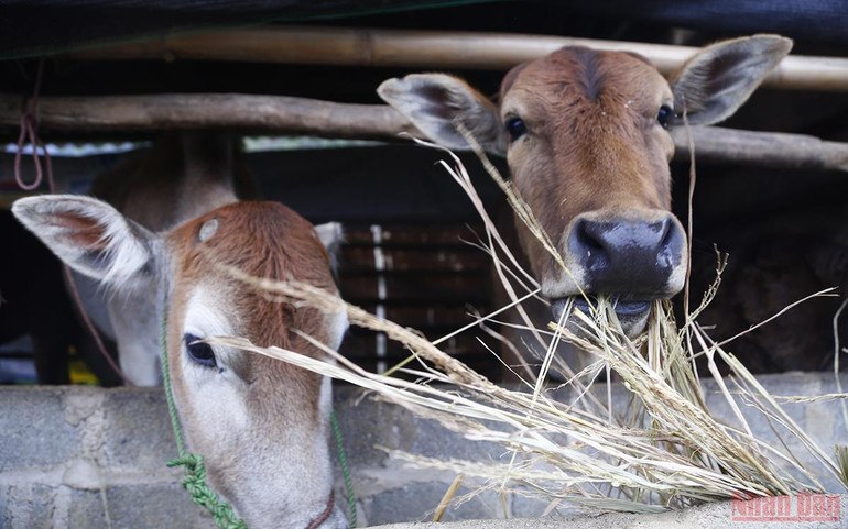 Người vùng cao chăm lo “đầu cơ nghiệp” khi giá rét -0