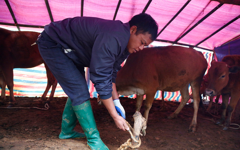 Người vùng cao chăm lo “đầu cơ nghiệp” khi giá rét -0