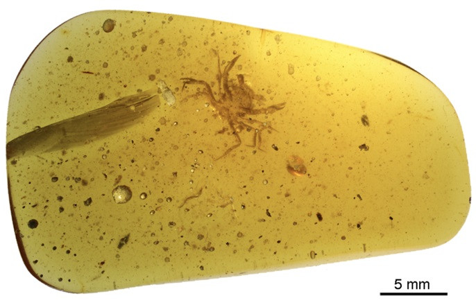 Tìm thấy hóa thạch cua trong hổ phách từ thời khủng long -0