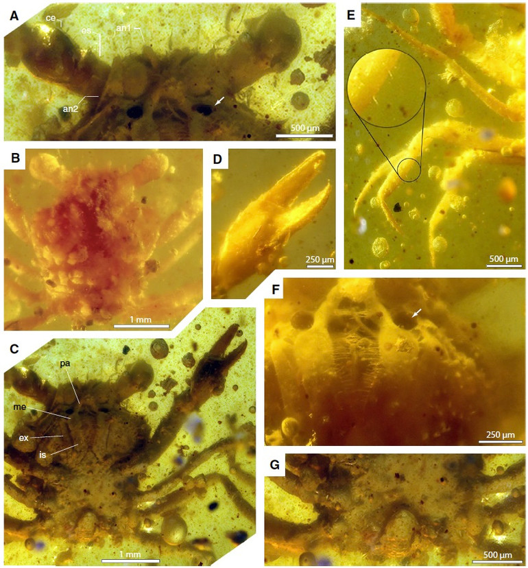 Tìm thấy hóa thạch cua trong hổ phách từ thời khủng long -0