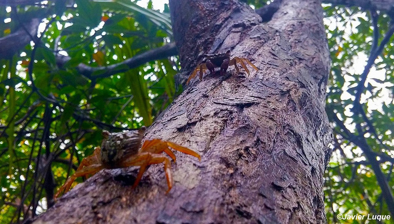 Tìm thấy hóa thạch cua trong hổ phách từ thời khủng long -0