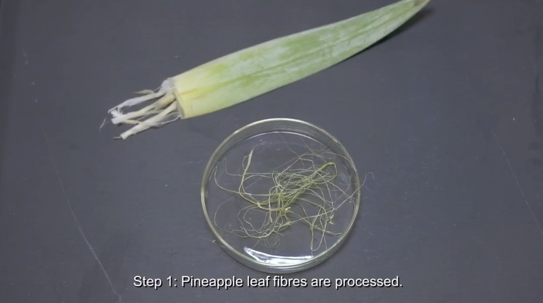 Biến lá dứa vô dụng thành chất bảo quản thực phẩm và xử lý nước thải - 0