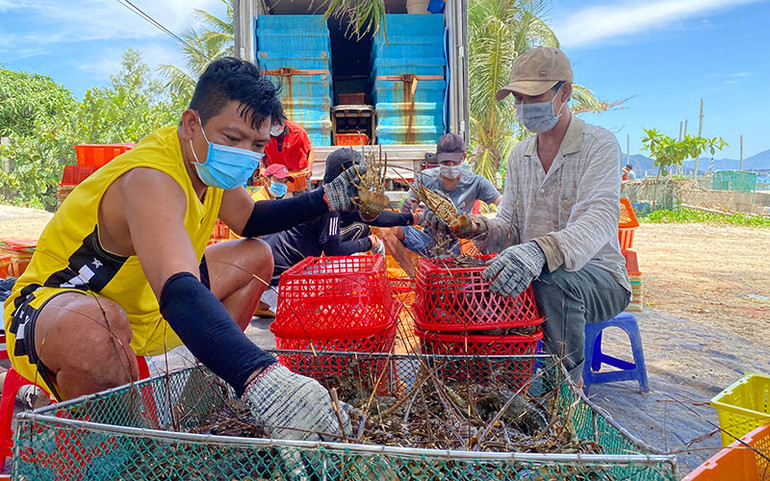 Phát triển nuôi biển công nghệ cao -0