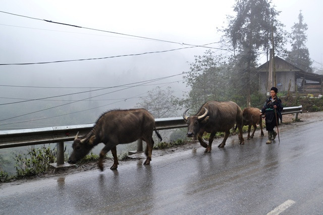 Sa Pa “sơ tán” trâu xuống vùng thấp tránh rét -0