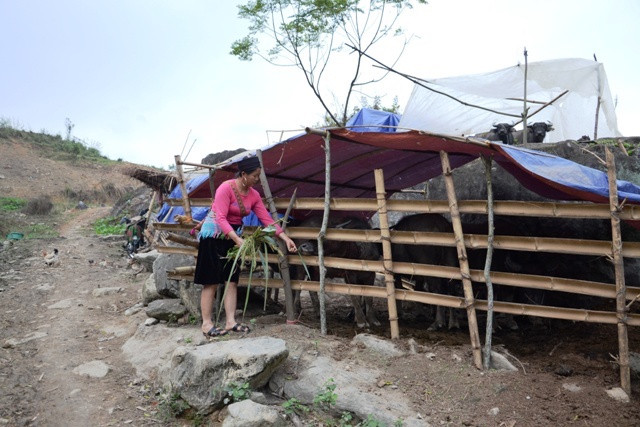 Sa Pa “sơ tán” trâu xuống vùng thấp tránh rét -0