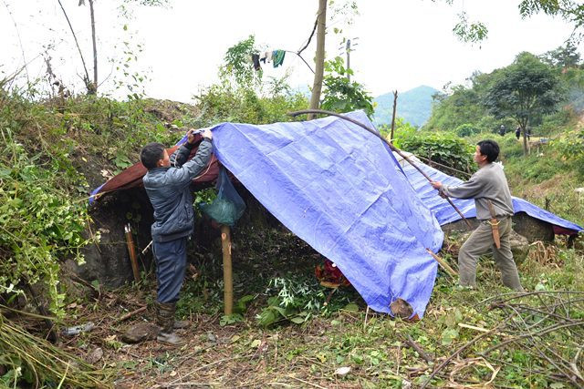 Sa Pa “sơ tán” trâu xuống vùng thấp tránh rét -0