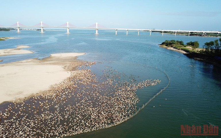 Quảng Ngãi: “Du mục” giữa lòng phố -0