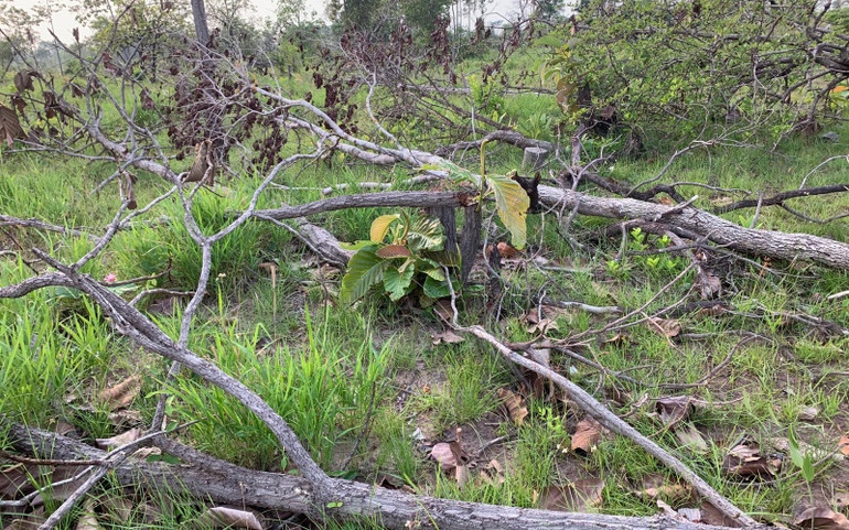 Làm rõ trách nhiệm tập thể, cá nhân để rừng tự nhiên bị tàn phá -0