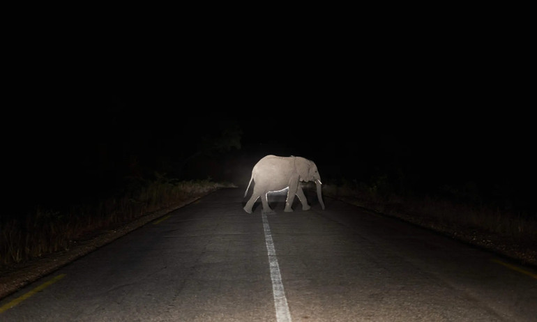 Những bức ảnh ấn tượng về động vật hoang dã trong tuần -0