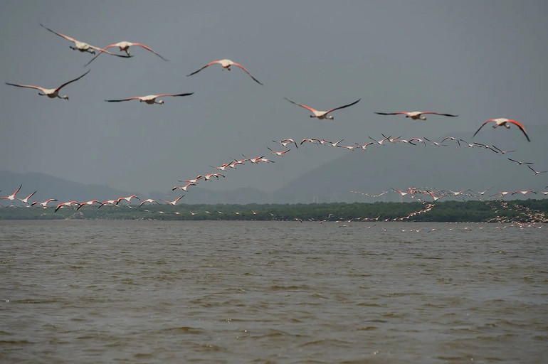 Những bức ảnh ấn tượng về động vật hoang dã trong tuần -0