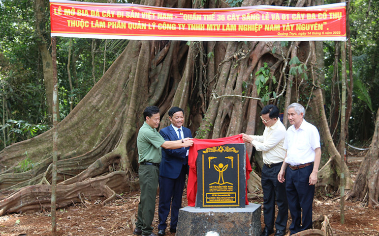 Các đại biểu tham dự thực hiện nghi lễ mở Bia đá Cây di sản Việt Nam đối với quần thể Cây di sản Việt Nam được đón Bằng công nhận. Công nhận quần thể Cây di sản Việt Nam tại Đắk Nông -0