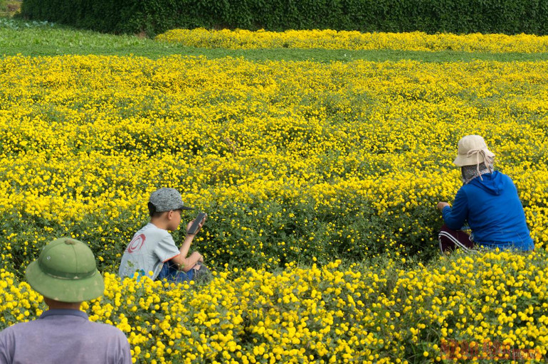 Vàng óng mùa cúc chi -0